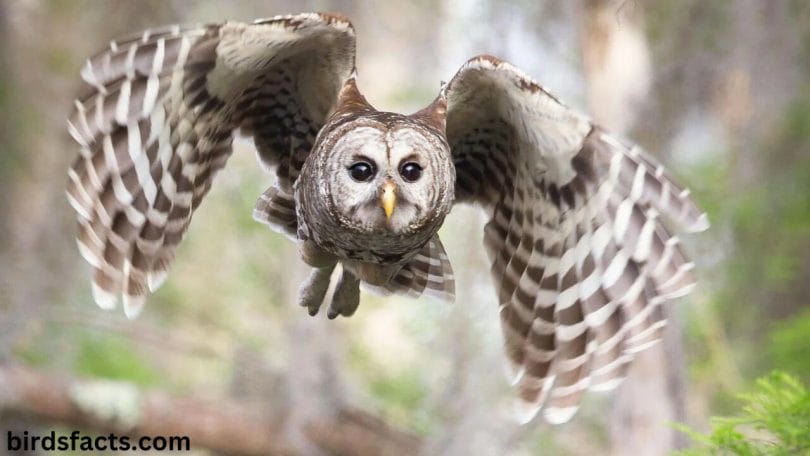 Barred Owl Call