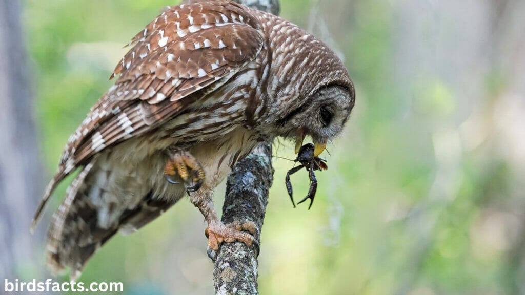 mating call of barred owl Barred owl Feeding Behavior