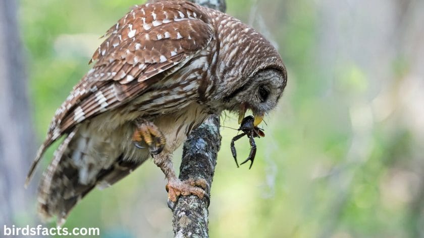 Barred owl Feeding Behavior