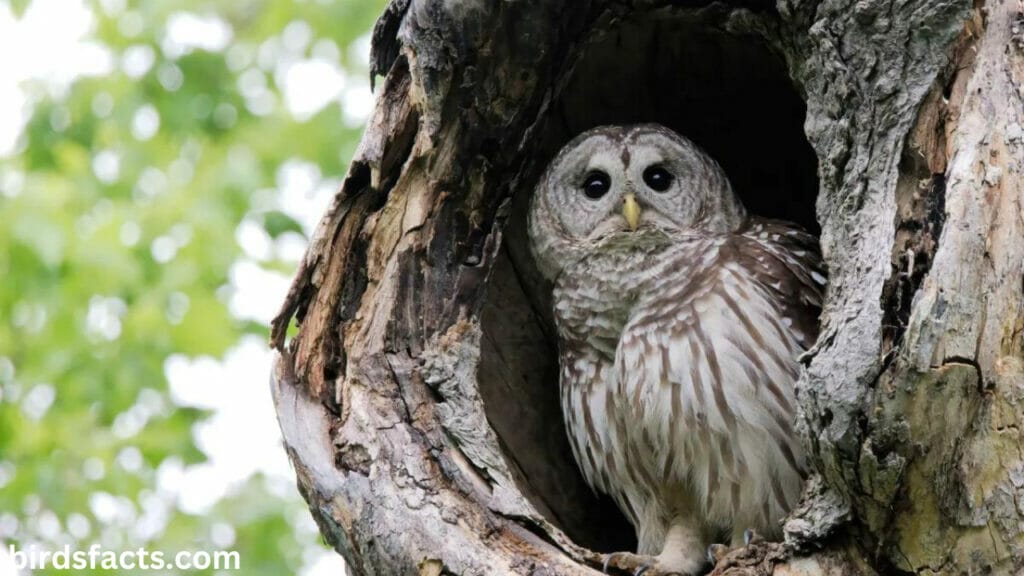 barred owl call loud Barred owl Nesting
