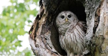 Barred owl call