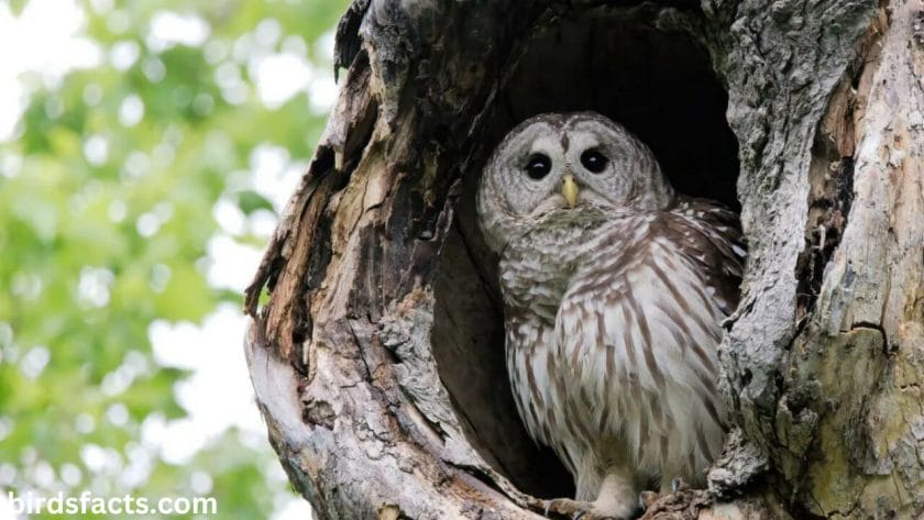 Barred owl Nesting