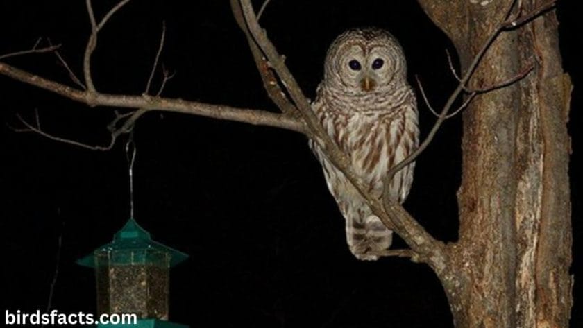 Barred owl at night