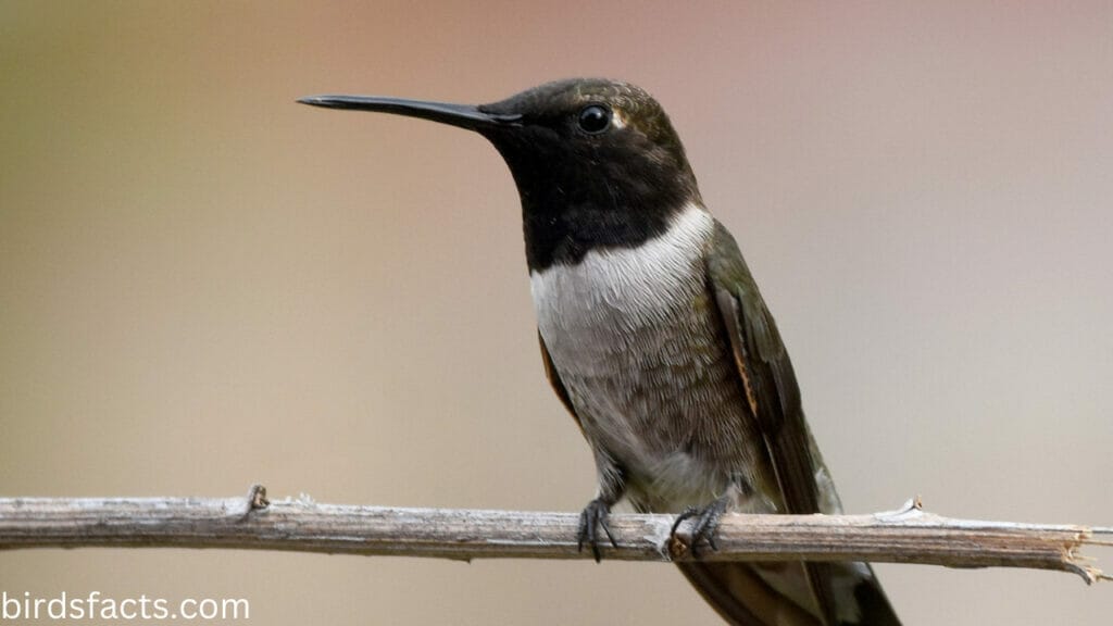 Black-chinned Hummingbird