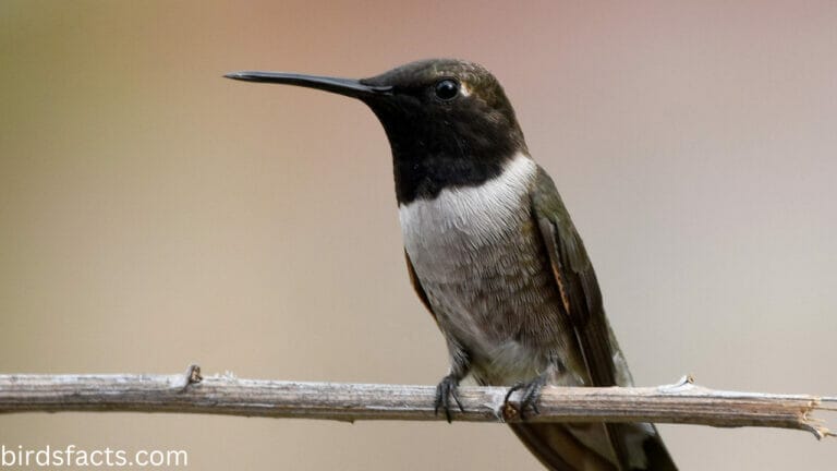 Black-chinned Hummingbird Identification
