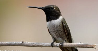 Black-chinned Hummingbird Identification