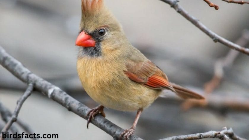 female cardinal meaning Breeding