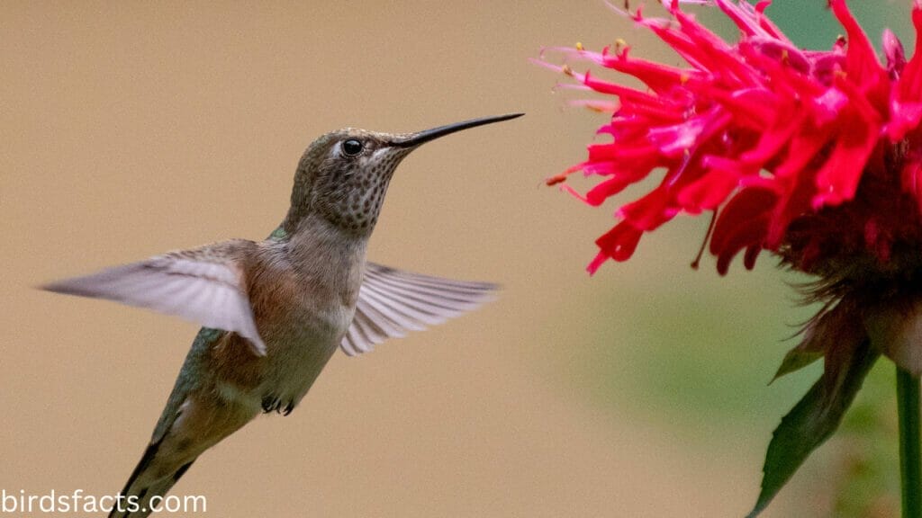 broad tailed hummingbird