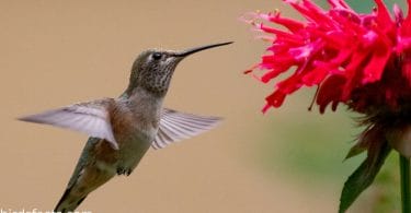where do hummingbirds go in the winter