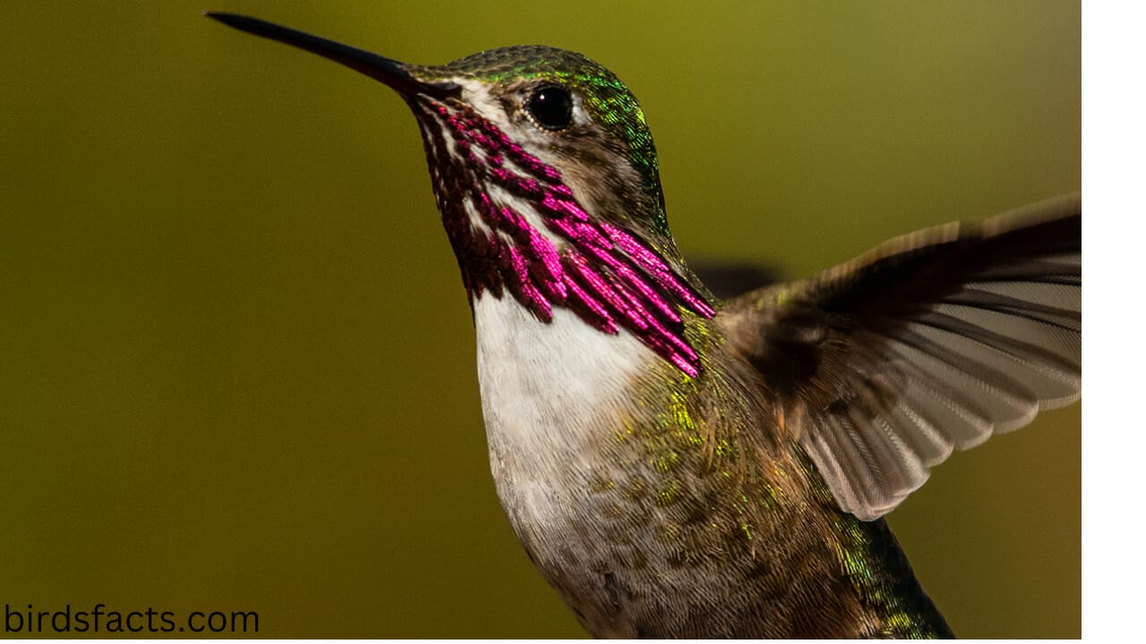 Calliope Hummingbird Identification-birdsfacts