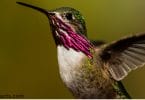 Calliope Hummingbird