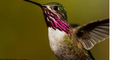 Calliope Hummingbird