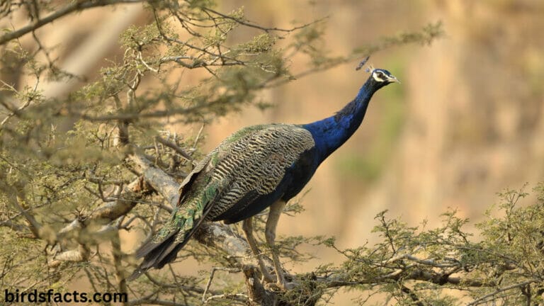 Peacocks Female