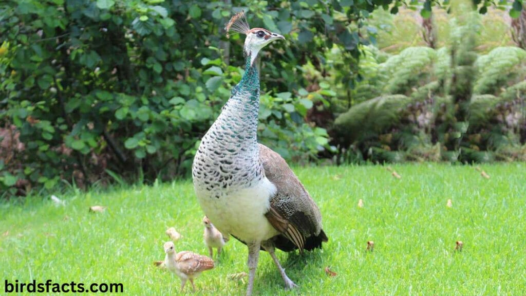 Can female peacocks raise young alone?