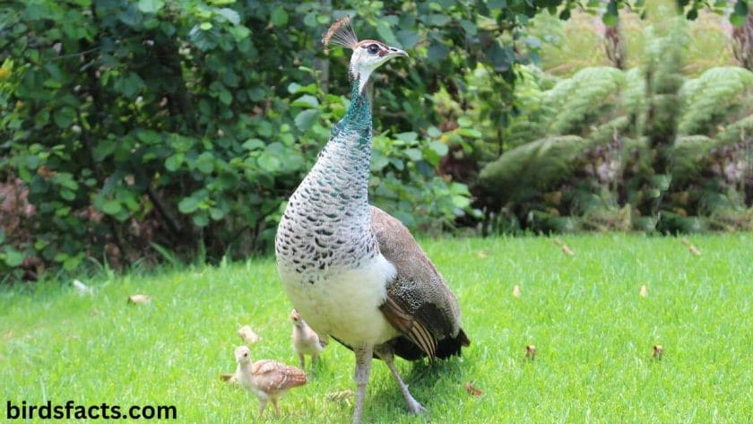 male and female peacocks Can female peacocks raise young alone?