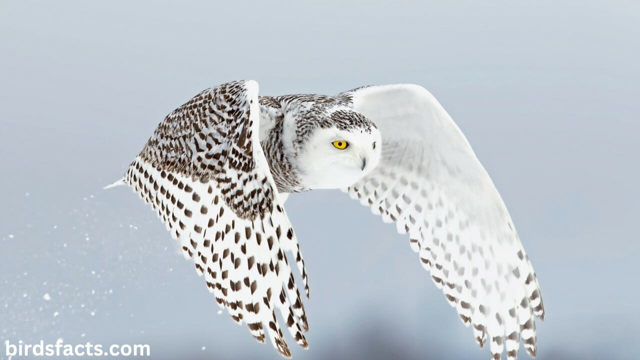 Cute Snowy Owl