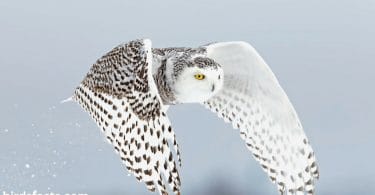 Cute Snowy Owl
