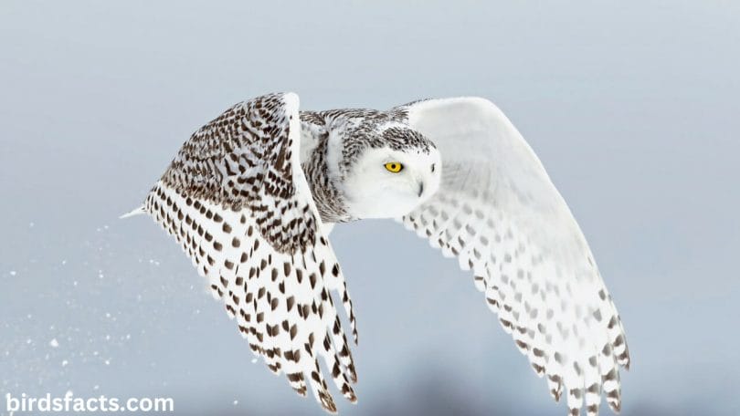 Cute Snowy Owl