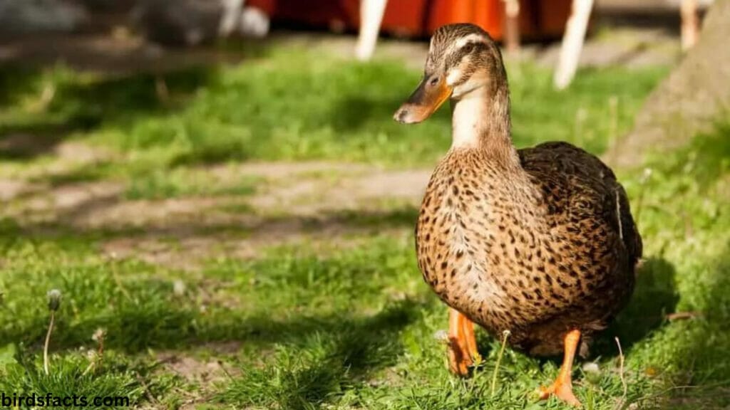  Duck Teeth Introduction