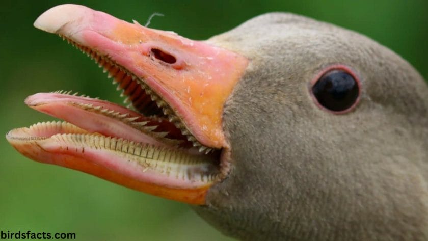 How Ducks Use Their Teeth