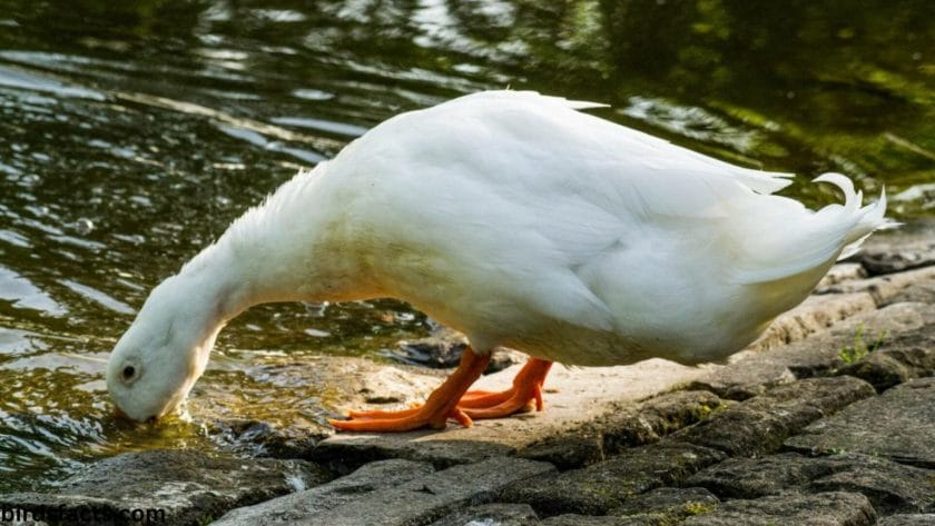 cartoon duck with big teeth Eating Habits of Ducks