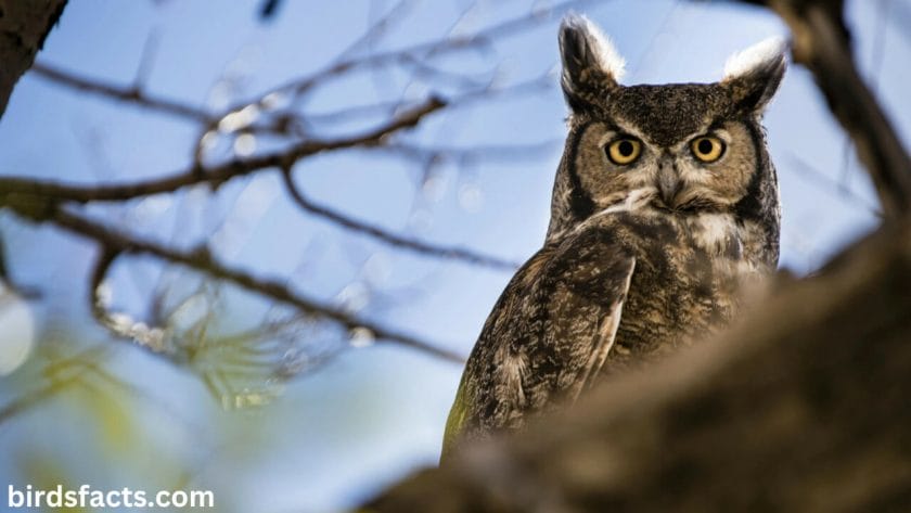 Explain how owl legs help them keep balance while flying
