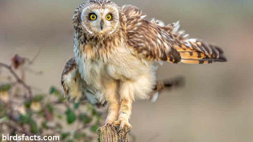 Explain how these unique legs help owls soar