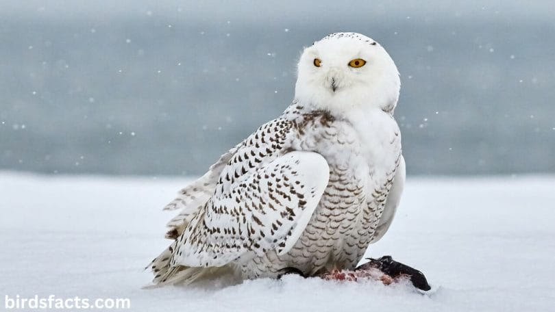 Fascinating Facts about Cute Snowy Owls