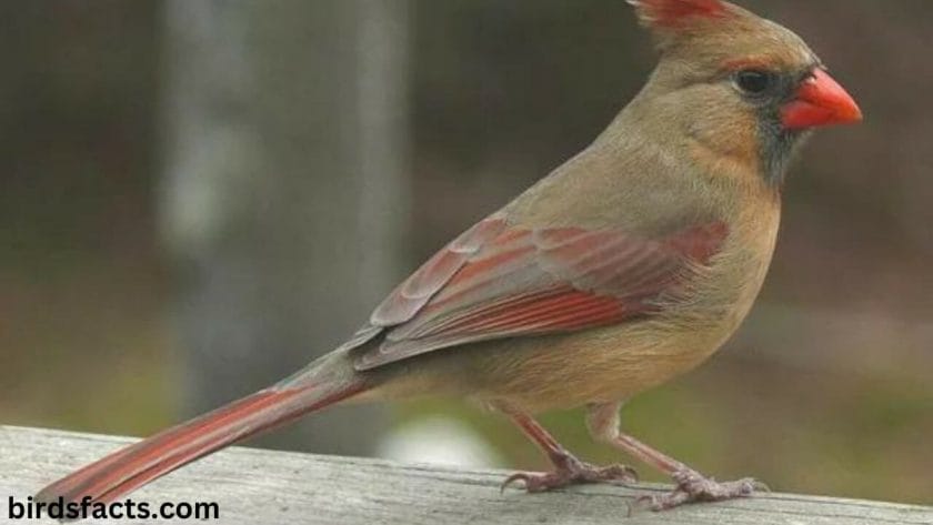 female cardinal History of Female Cardinals
