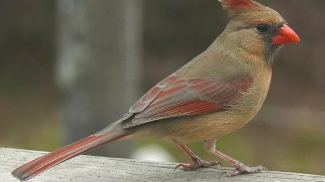 Female Cardinals