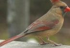 Female Cardinals