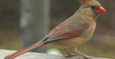 Female Cardinals