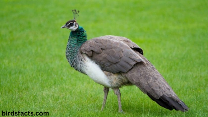 Female Peacocks