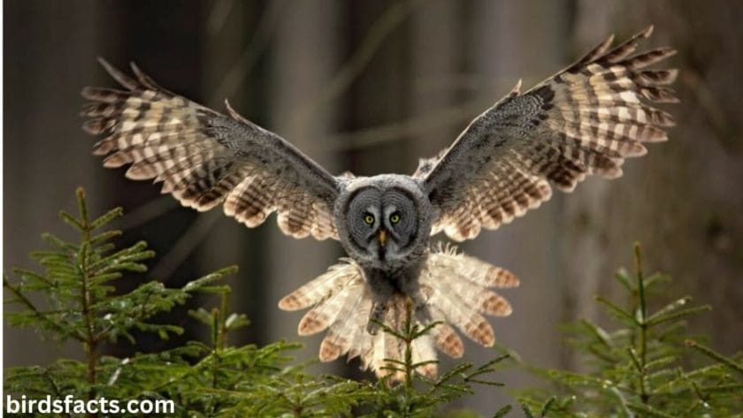 lego brick owl How Do Owl Legs Help Owls Fly?