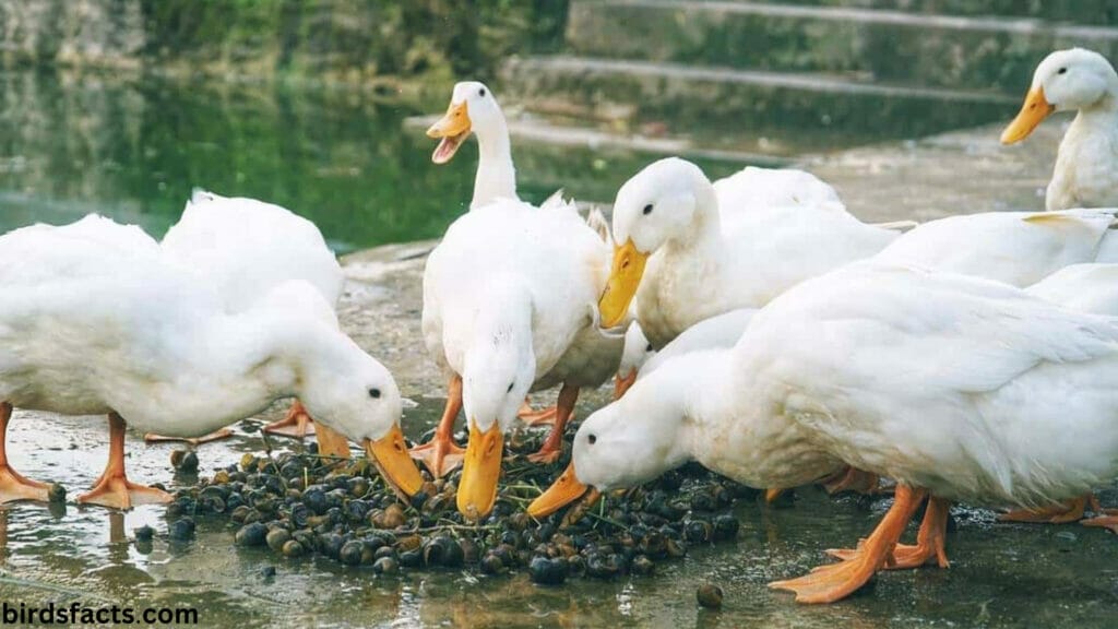So how do ducks eat their food?