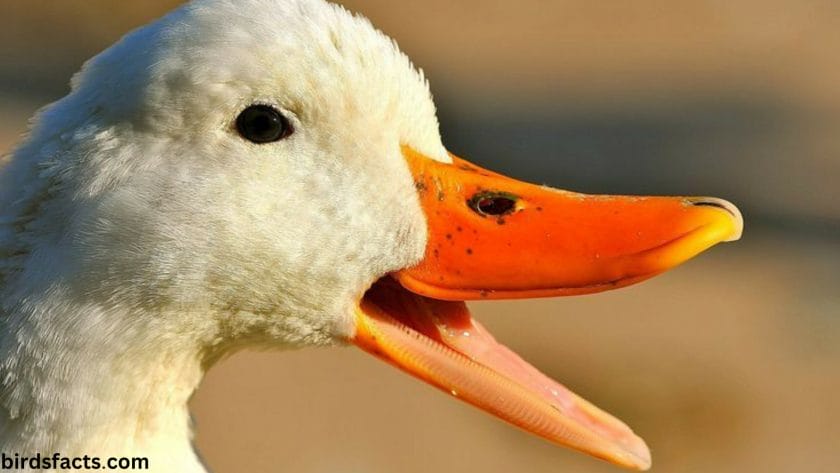 How Teeth Help Ducks