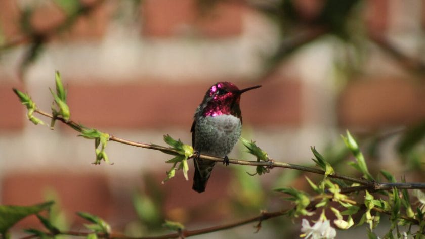How To Help Hummingbirds In The Winter
