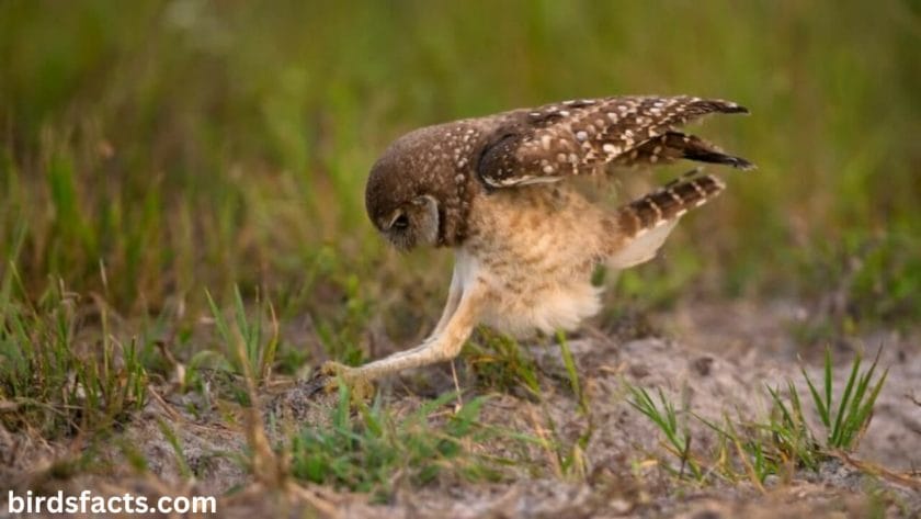 How owl legs help them catch prey
