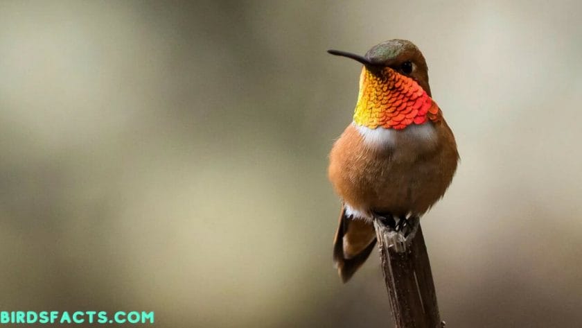 where do hummingbirds go in the winter map Hummingbird Migration Basics