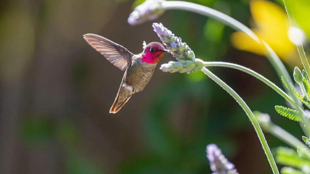 Hummingbirds That Don't Migrate