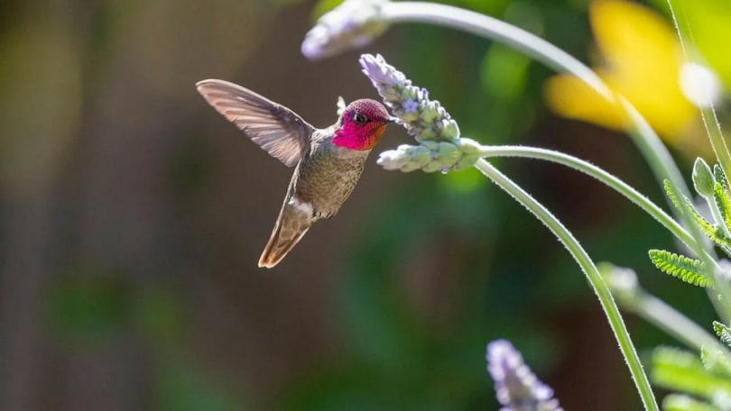 Hummingbirds That Don't Migrate