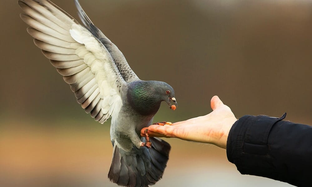 If you hear a dove cooing in your backyard, what does it mean?