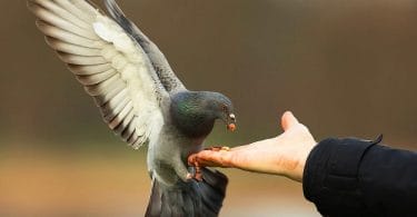 mourning dove symbolism