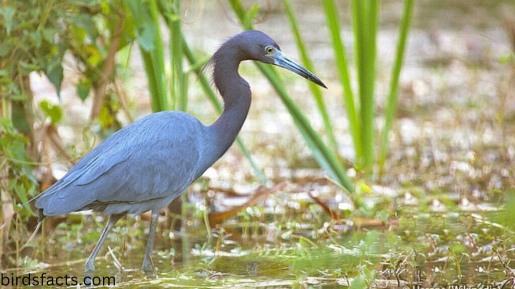 Little Blue Heron