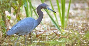 Little Blue Heron Explanation