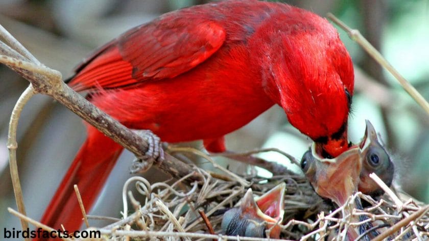 what does a female cardinal look like Nesting Habits