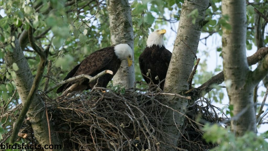 Nesting and Breeding Habits