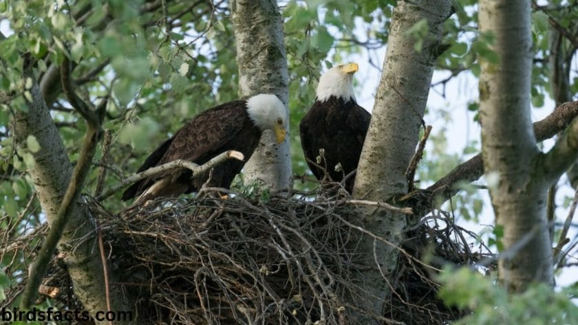 immature bald eagle photos Nesting and Breeding Habits