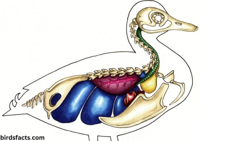 Overview of Duck Anatomy