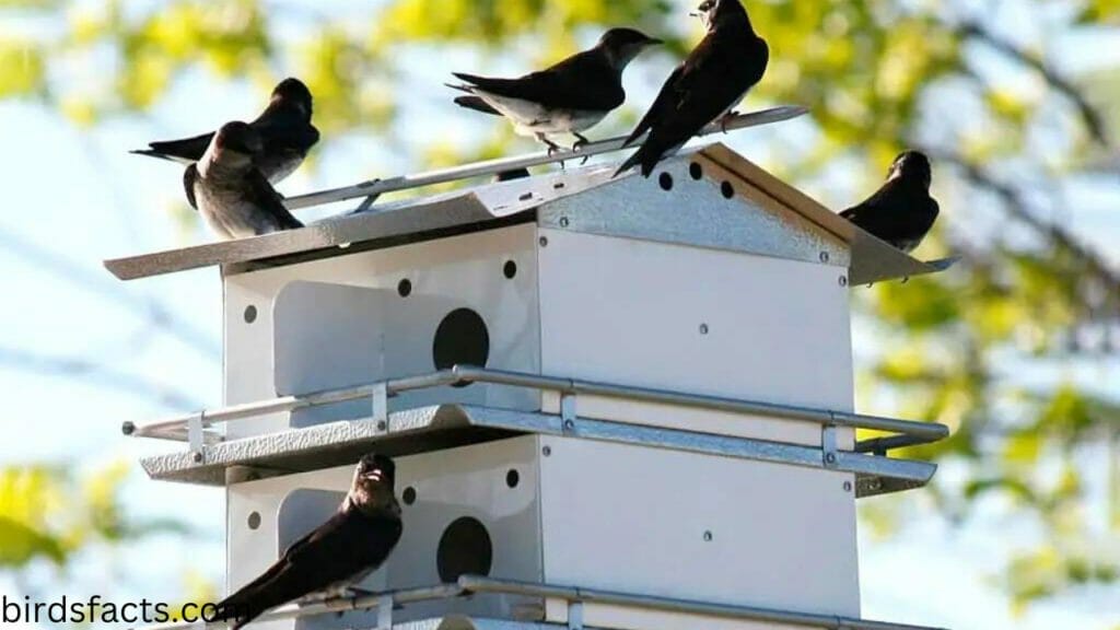 purple martin bird house